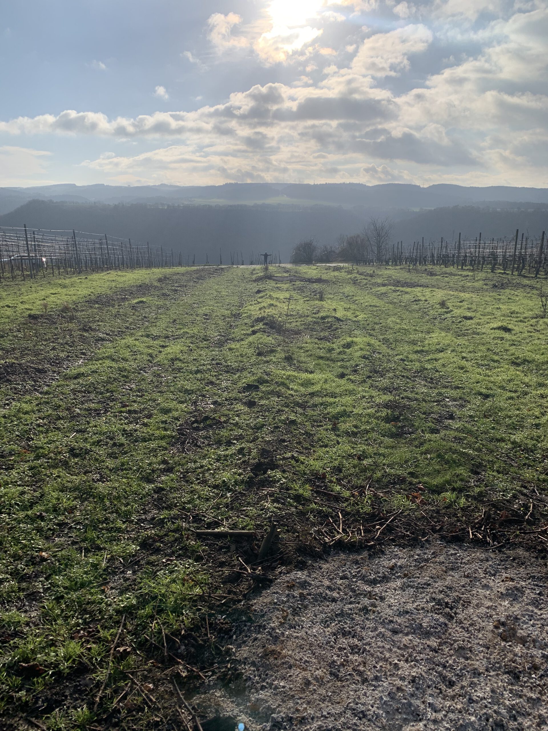 der weinberg First Zweigelt